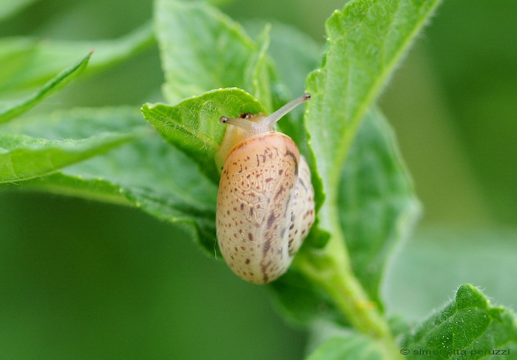 Gasteropoda dal fiume sotto casa